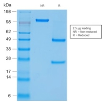PTPRC Antibody