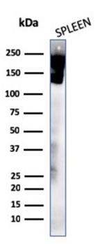 PTPRC Antibody