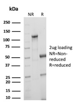 PTPRC Antibody