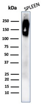 PTPRC Antibody