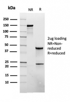 PTPRC Antibody