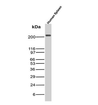 PTPRC Antibody