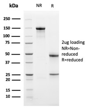 BCL2L1 Antibody