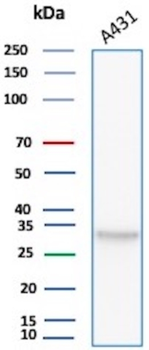 BCL2L1 Antibody