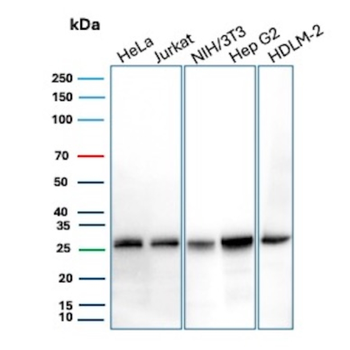 BCL2L1 Antibody