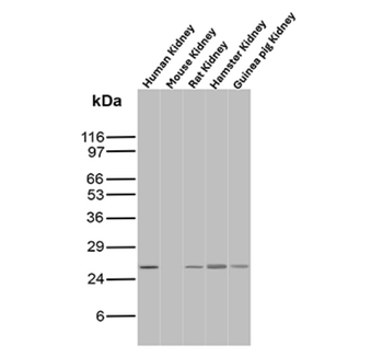 BCL2L1 Antibody
