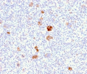 BCL2L1 Antibody