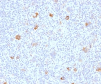 BCL2L1 Antibody