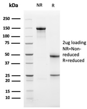 BCL2L1 Antibody