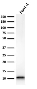 S100A4 Antibody