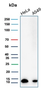 S100A4 Antibody