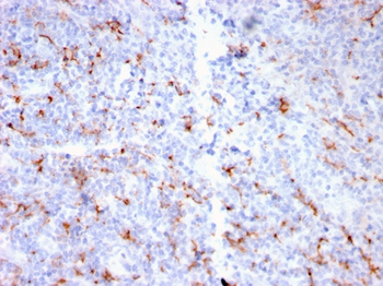 S100A8 Antibody