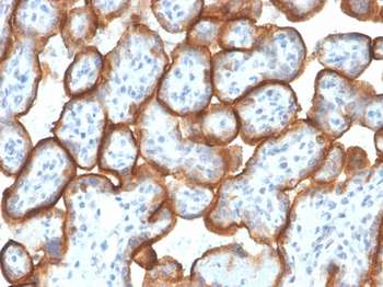 VSIR Antibody