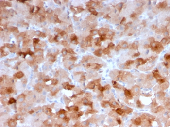 VSIR Antibody