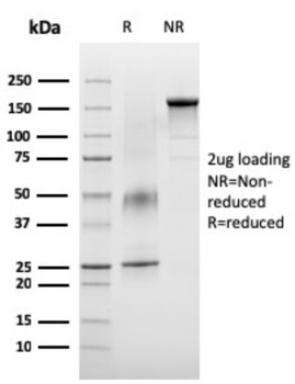 VSIR Antibody