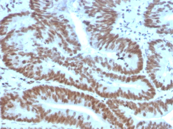 BMI1 Antibody