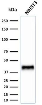 BMI1 Antibody