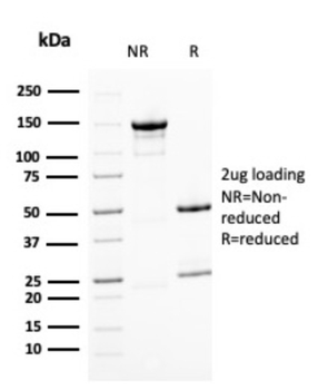 BMI1 Antibody