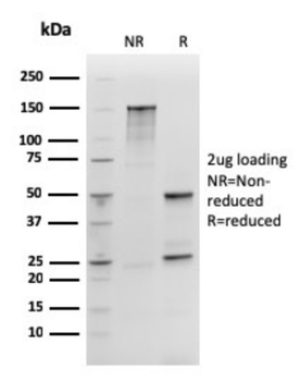 SOX2 Antibody