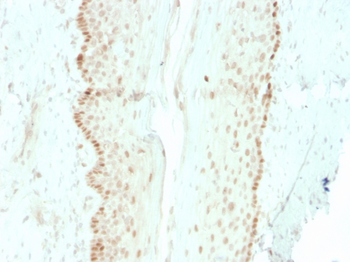 SOX2 Antibody
