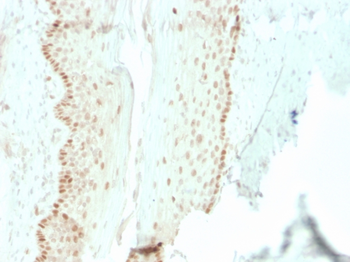 SOX2 Antibody