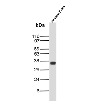 SOX2 Antibody