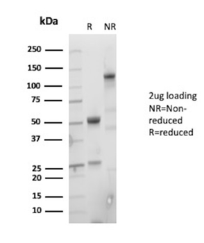 SOX9 Antibody