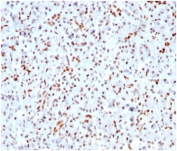 SOX9 Antibody