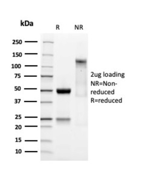 SOX9 Antibody