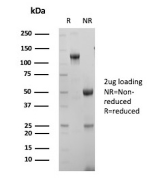 SOX9 Antibody