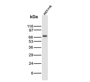 SOX9 Antibody