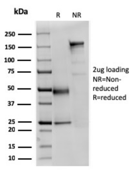 SPTAN1 Antibody