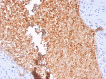 SPTAN1 Antibody