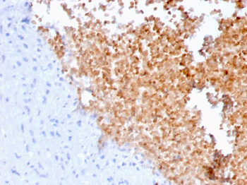 SPTAN1 Antibody