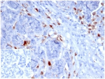 SREBF1 Antibody
