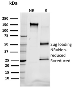 SREBF1 Antibody