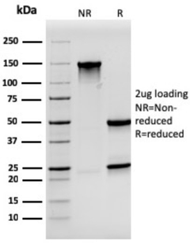 SYP Antibody