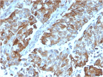 TNFRSF4 Antibody