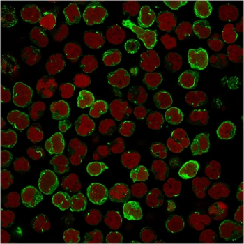 TNFRSF4 Antibody