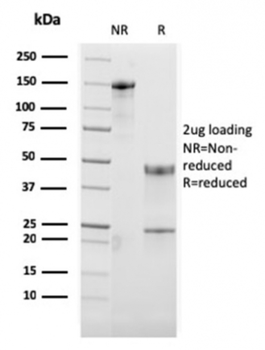 TNFRSF4 Antibody