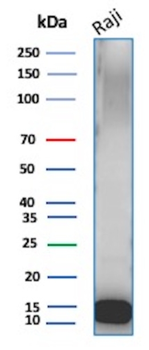 UBB Antibody