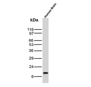 UBB Antibody