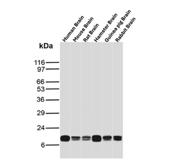 UBB Antibody