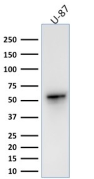 VIM Antibody