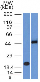 PAX8 Antibody