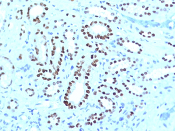 PAX8 Antibody
