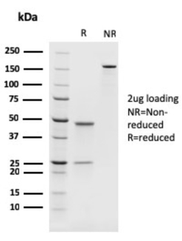 PAX8 Antibody