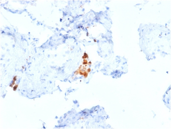 CALB2 Antibody