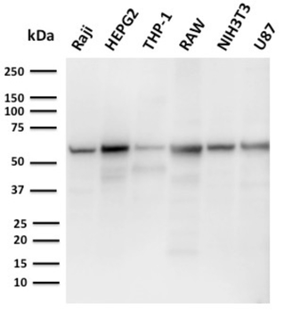 PDCD1LG2 Antibody