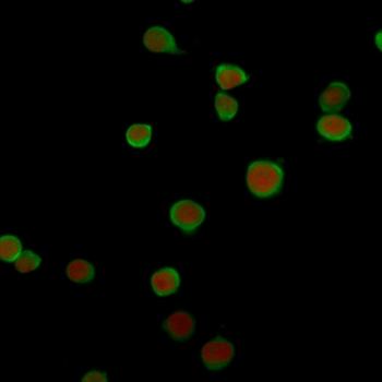 PDCD1LG2 Antibody